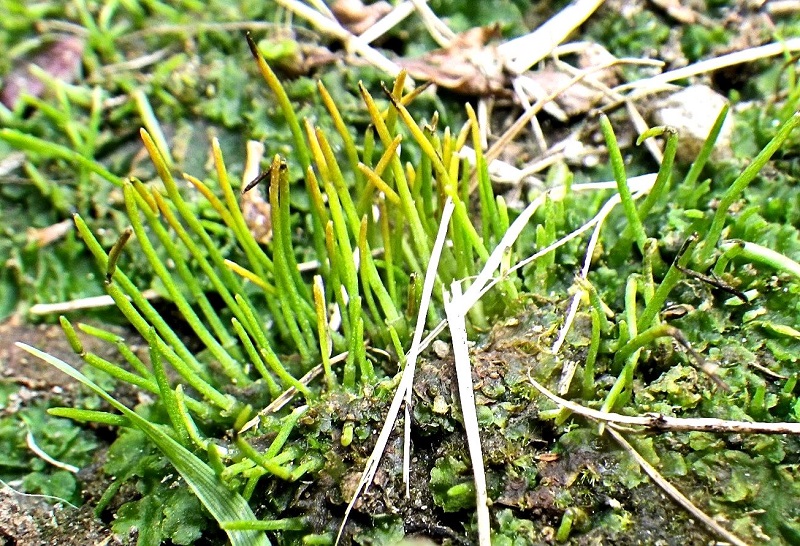 Phaeoceros carolinianus